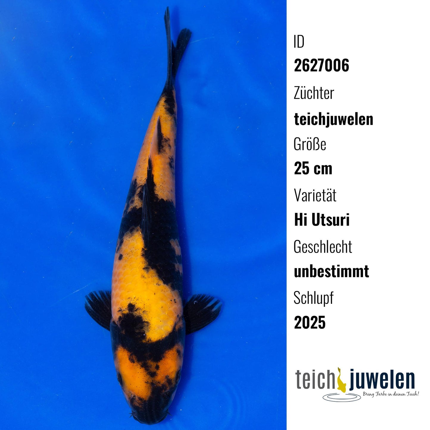 Hi Utsuri, 25 cm, 2025