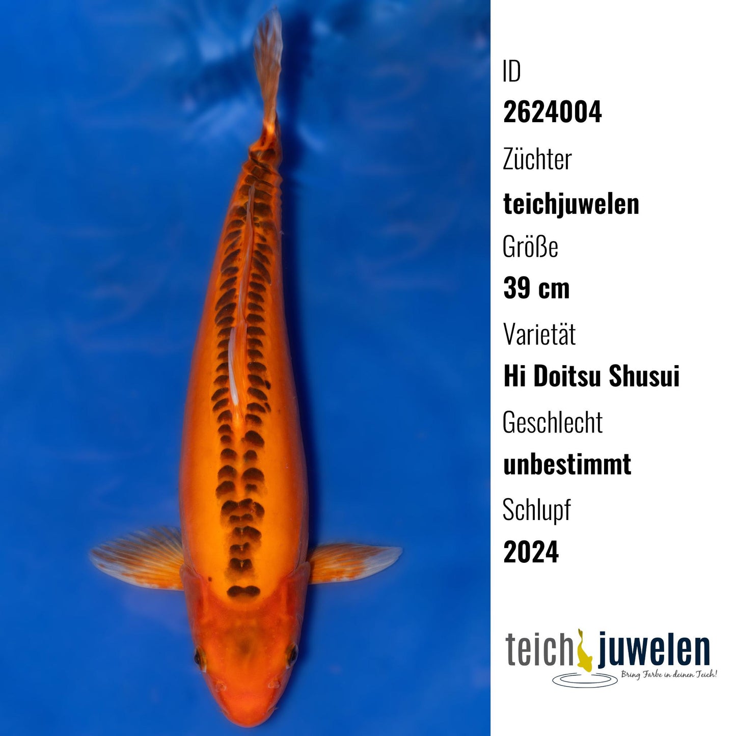 Hi Doitsu Shusui, 39 cm, 2024