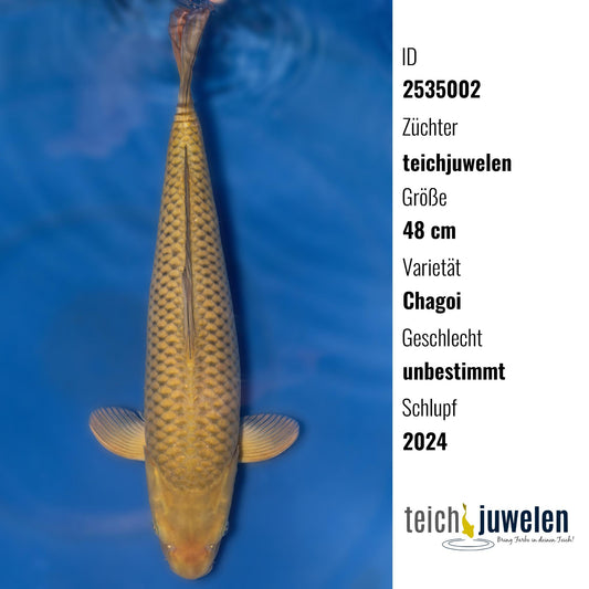 Chagoi, 48 cm, 2024