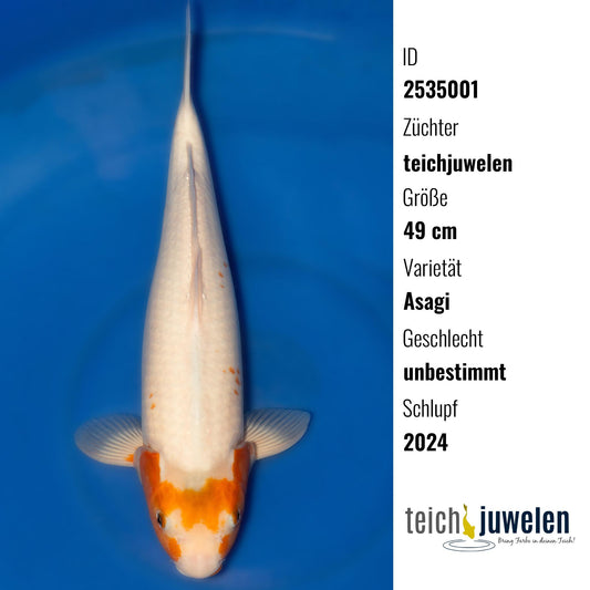 Asagi, 49 cm, 2024