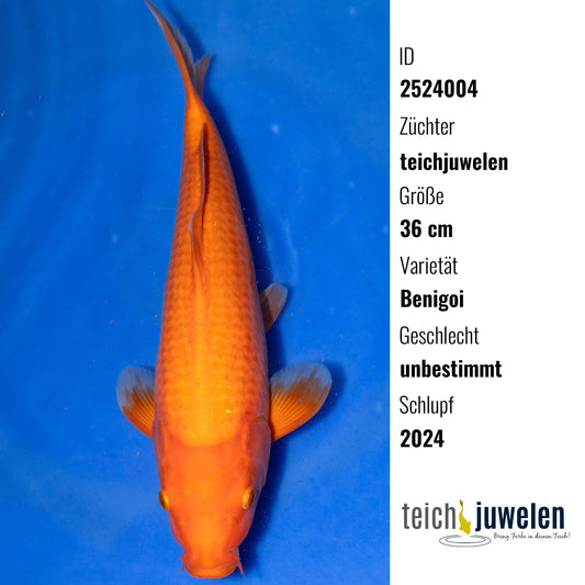 Benigoi, 36 cm, 2024