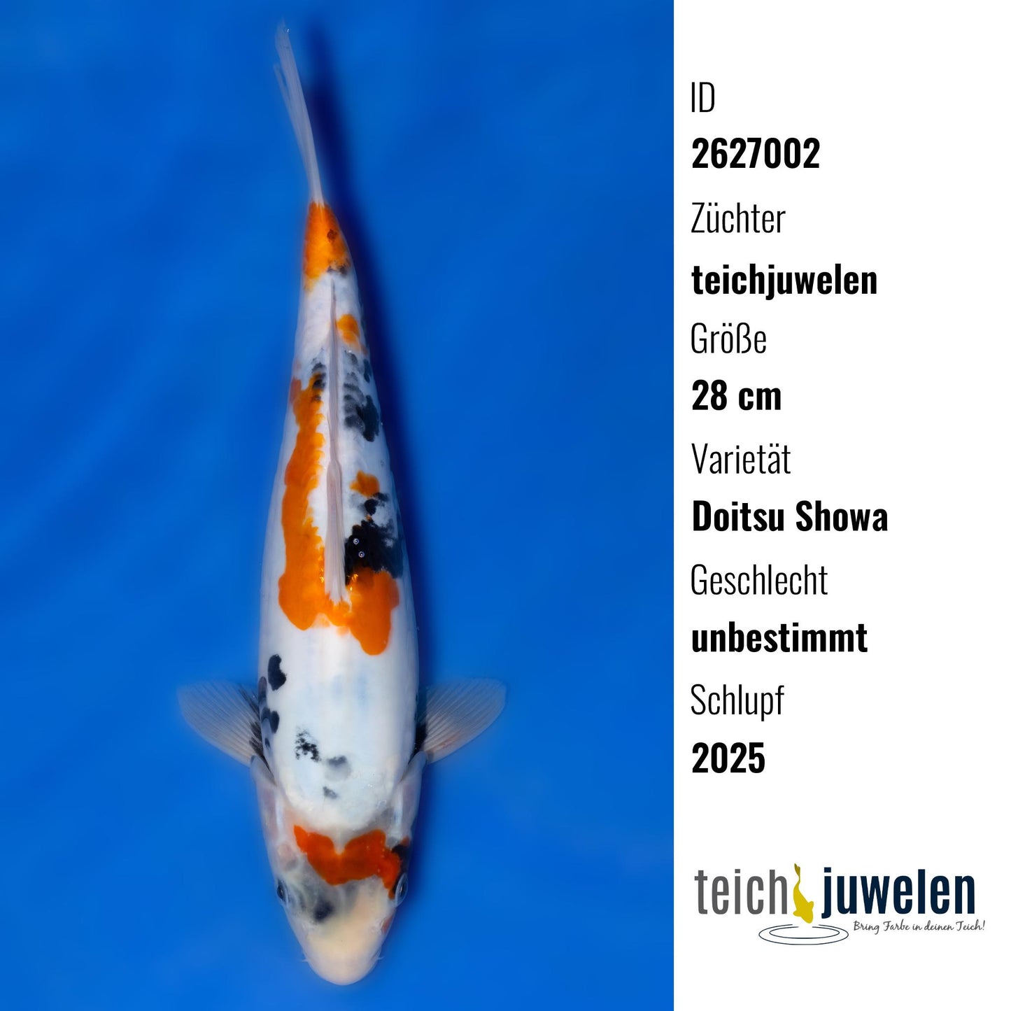 Doitsu Showa, 28 cm, 2025